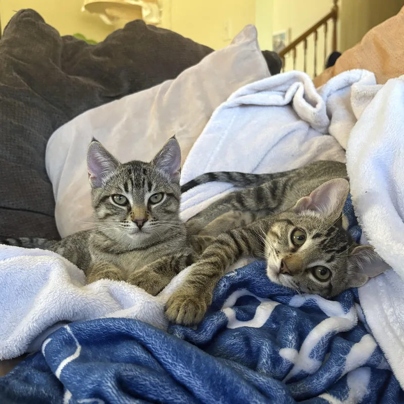 A baby small-sized male Tabby (Brown / Chocolate) Domestic Short Hair cat named Ram for adoption in SAN LUIS OBISPO, CA