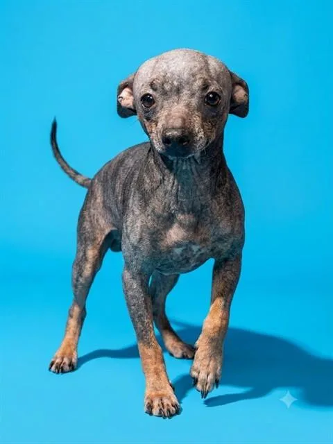 An adult small-sized male Mixed Breed dog named Swae for adoption in Jacksonville, FL
