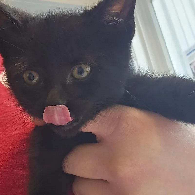 A baby small-sized male Brown / Chocolate Domestic Short Hair cat named Klinger for adoption in East Smithfield , PA