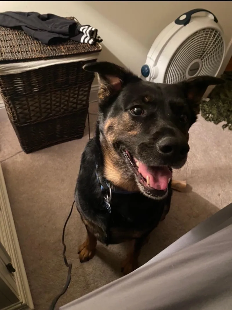 A senior large-sized male Black German Shepherd Dog dog named Rocco for adoption in Watertown, CT