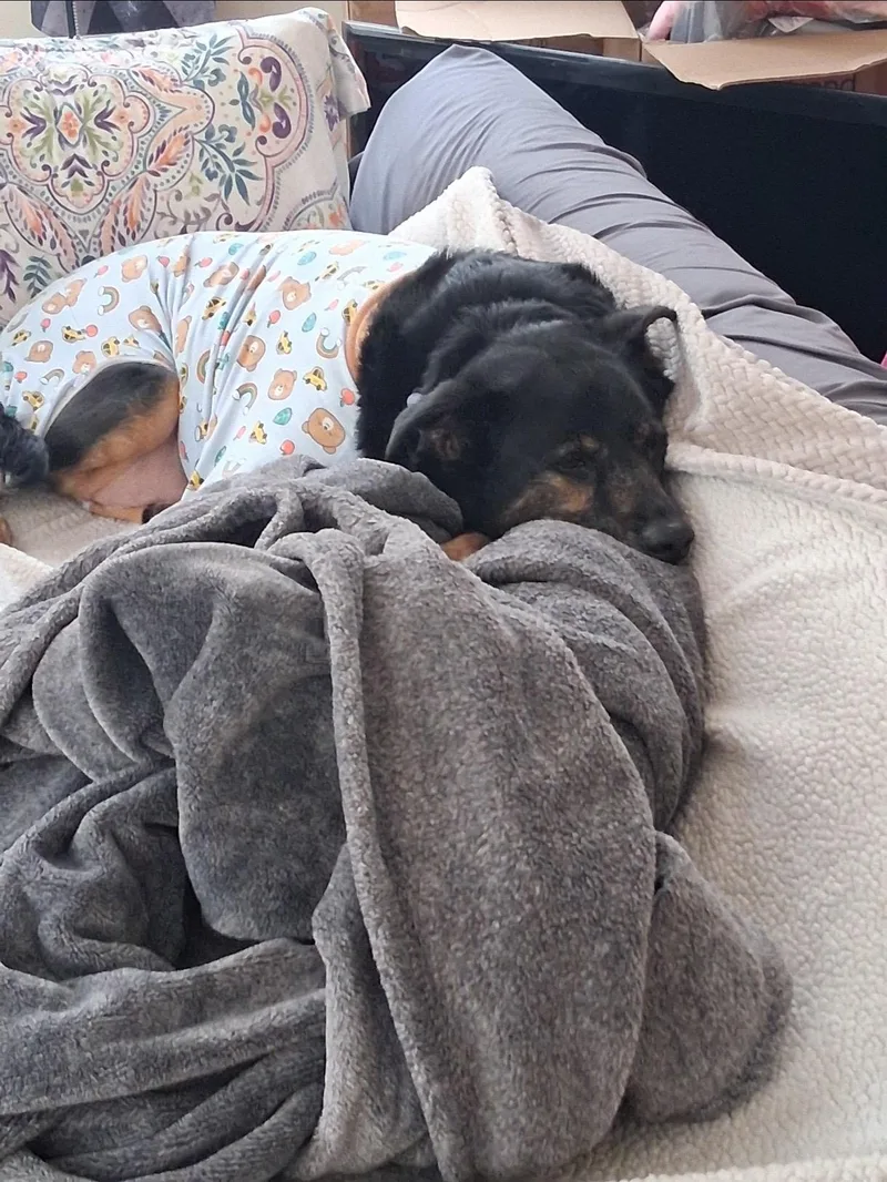 Rocco thumbnail 4