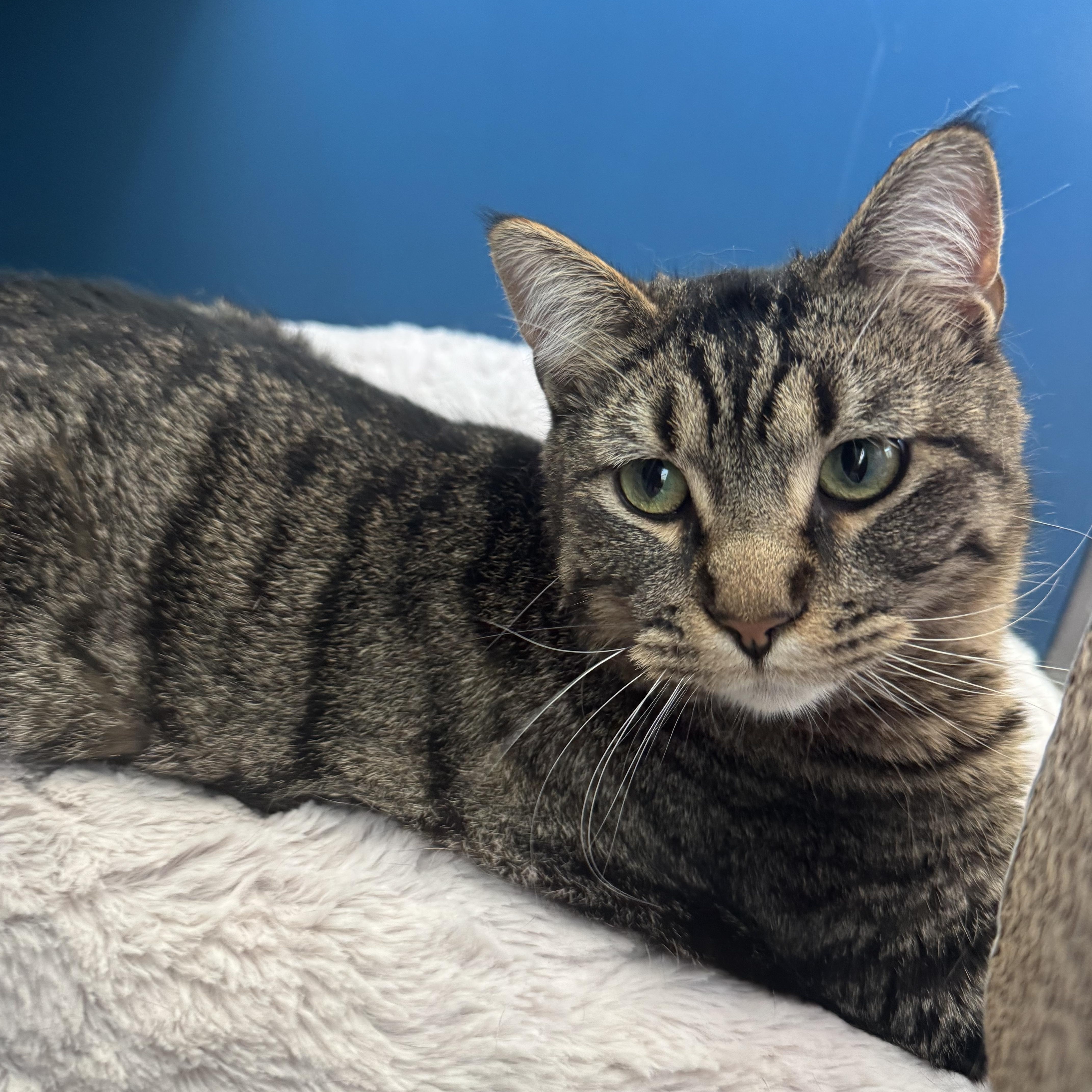A young medium-sized male Tabby (Brown / Chocolate) Domestic Short Hair cat named Flynn for adoption in Waterloo, IA