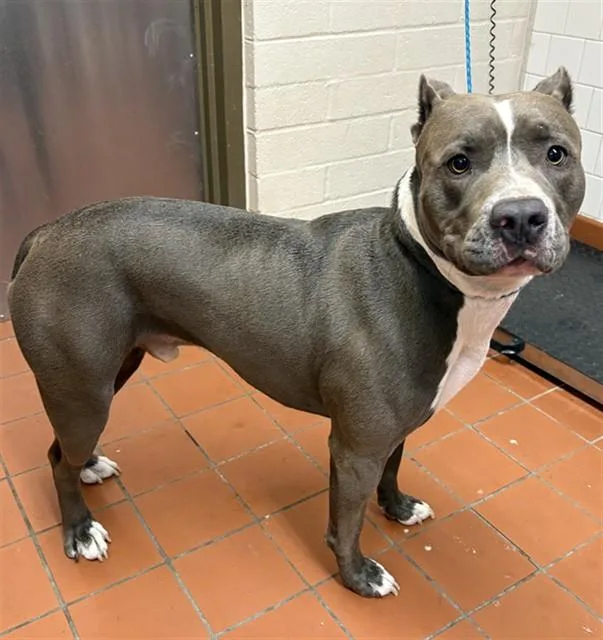 An adult large-sized male Pit Bull Terrier dog named Apollo for adoption in Camarillo, CA