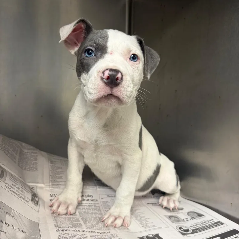 A baby small-sized male Terrier dog named Steve for adoption in Corpus Christi, TX