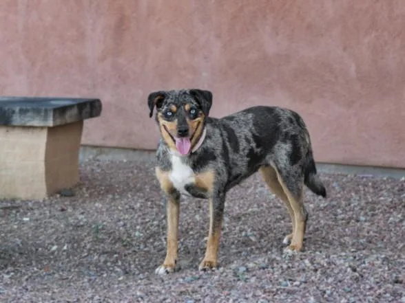A young medium-sized female Mixed Breed dog named Cleo for adoption in Santa Fe, NM