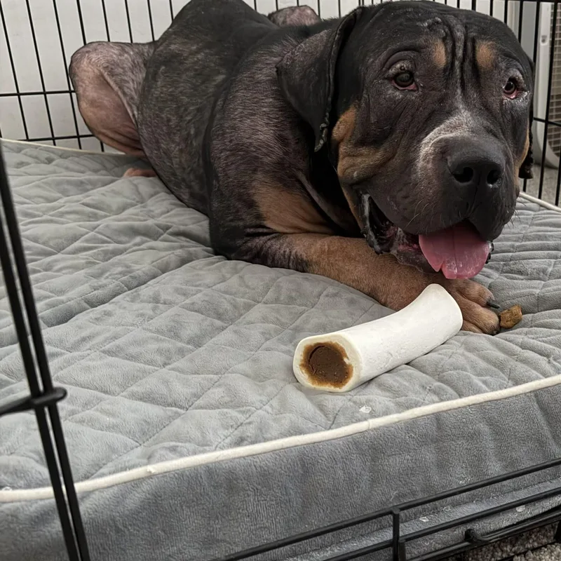 An adult large-sized male Brown / Chocolate American Bully dog named Trooper for adoption in Phoenix, AZ
