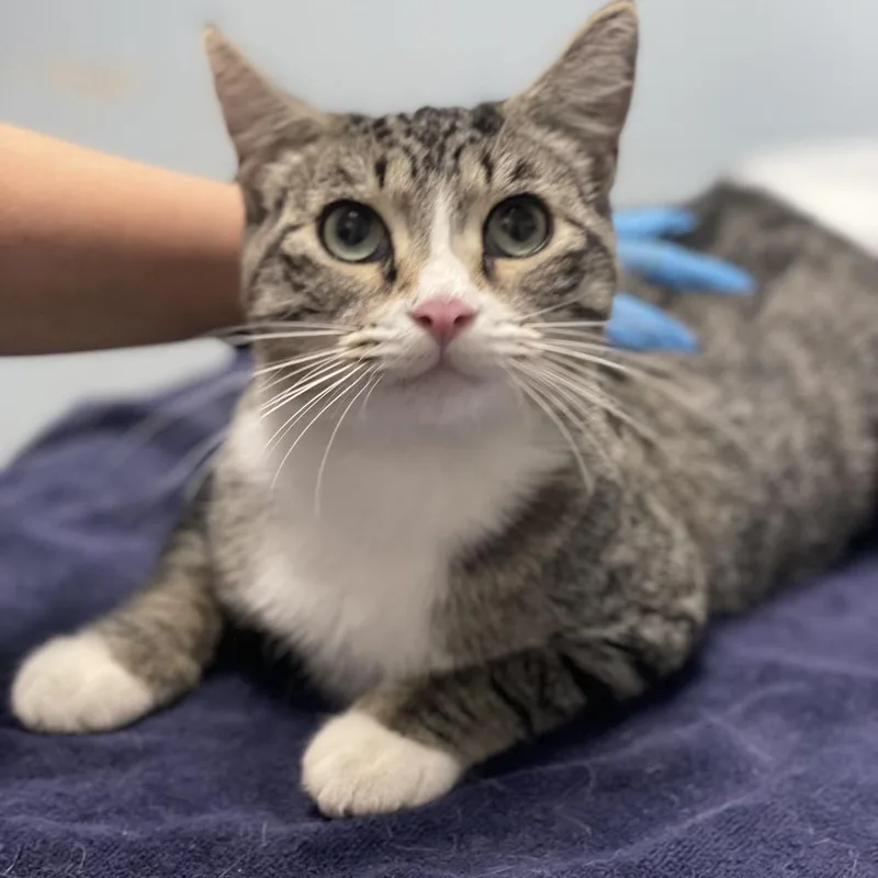 An adult medium-sized female Brown / Chocolate Domestic Short Hair cat named Fat Fat for adoption in Riverside, CA