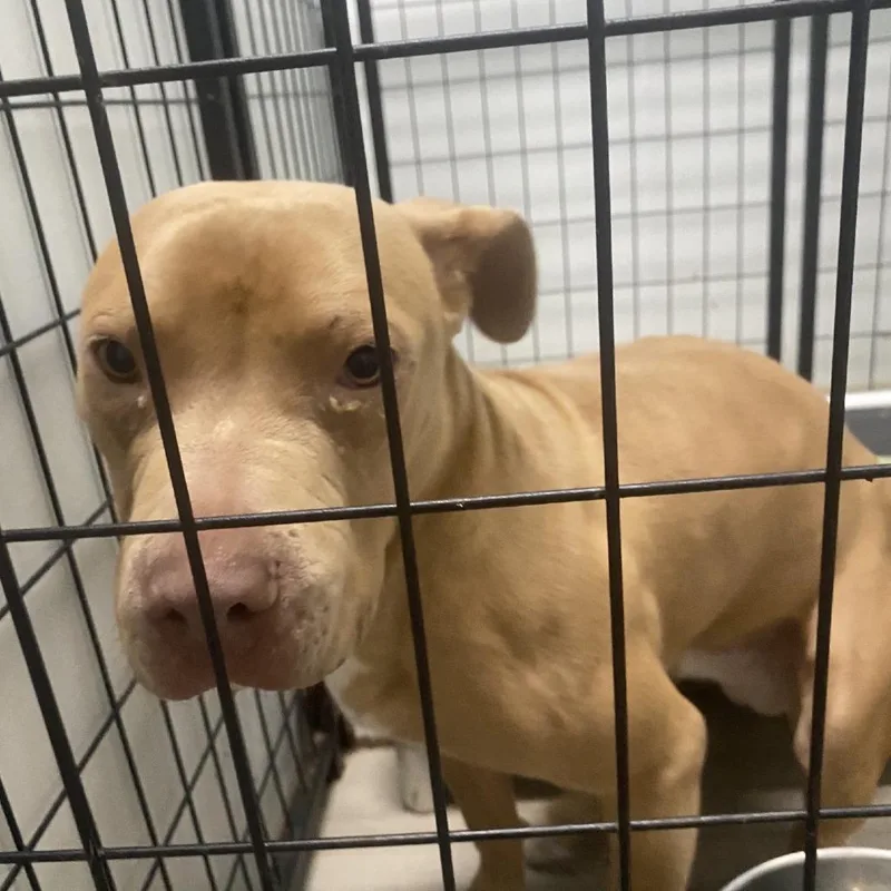 A young medium-sized male Yellow / Tan / Blond / Fawn Terrier dog named Poppy for adoption in St. Louis, MO