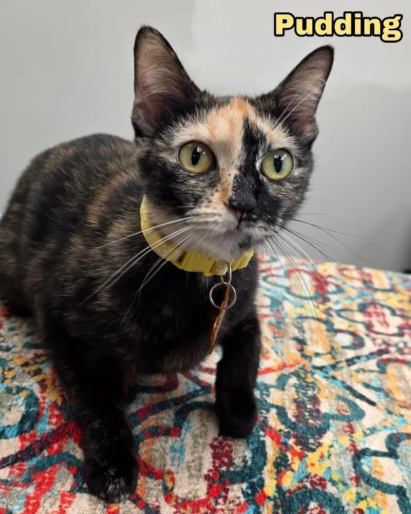 An adult medium-sized male Tortoiseshell Domestic Short Hair cat named Purin Pudding for adoption in Merrillville, IN