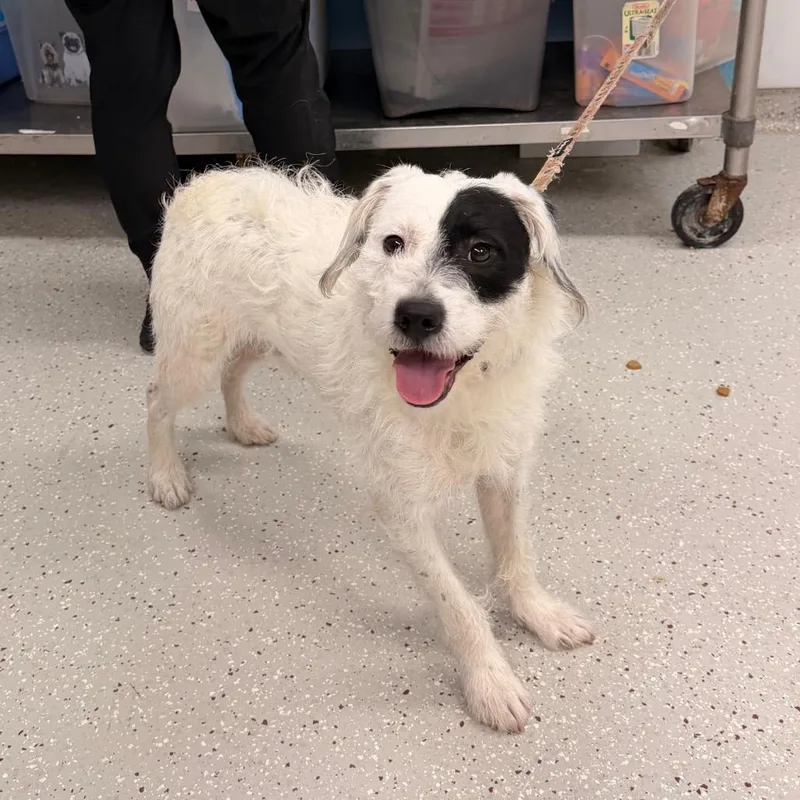 An adult medium-sized male Mixed Breed dog named Canelo for adoption in Indianapolis, IN