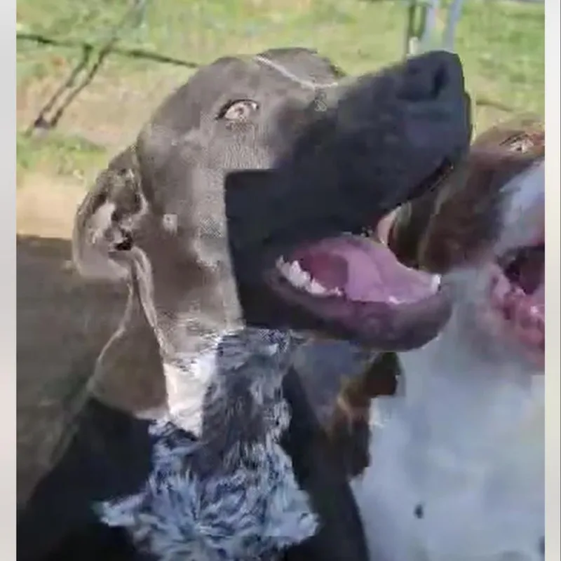 Poppy Pawsinprison Graduate