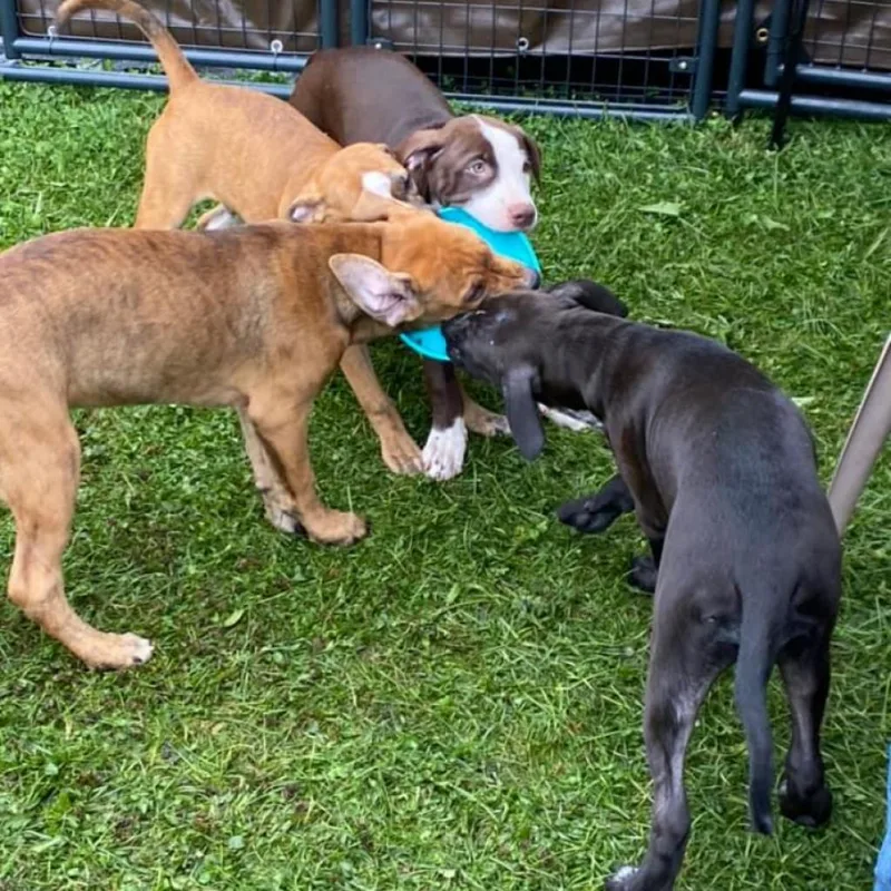 Poppy Pawsinprison Graduate thumbnail 4