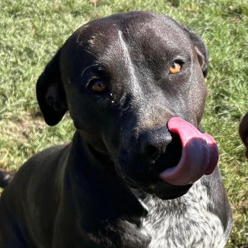 Poppy Pawsinprison Graduate thumbnail 5