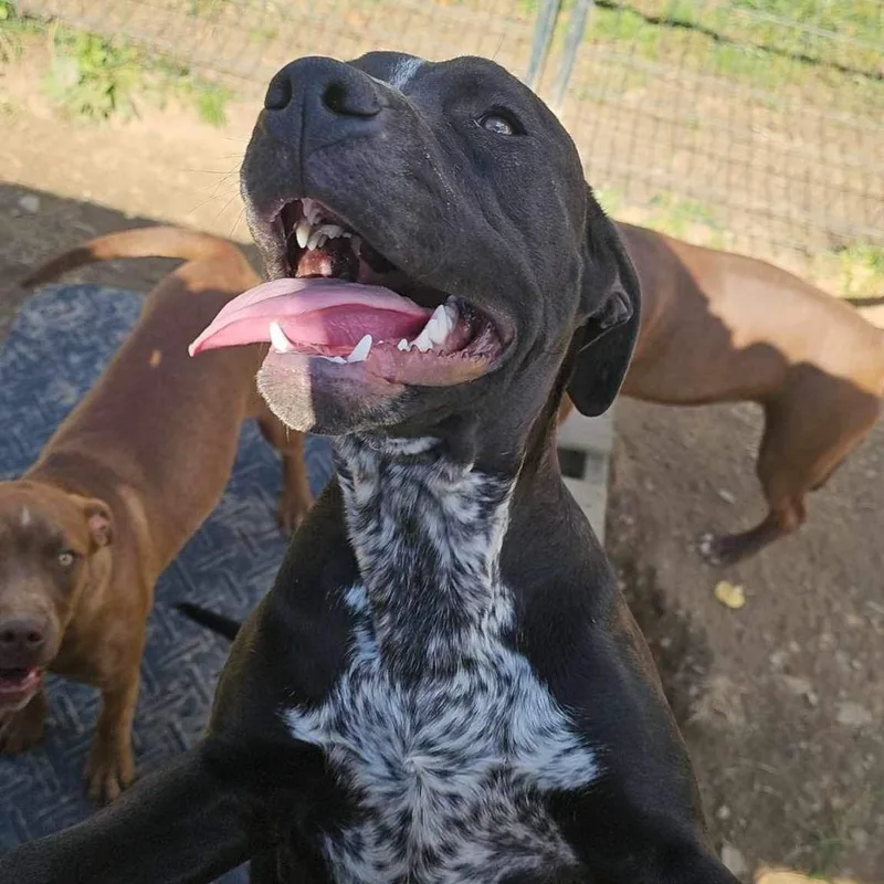 Poppy Pawsinprison Graduate thumbnail 6