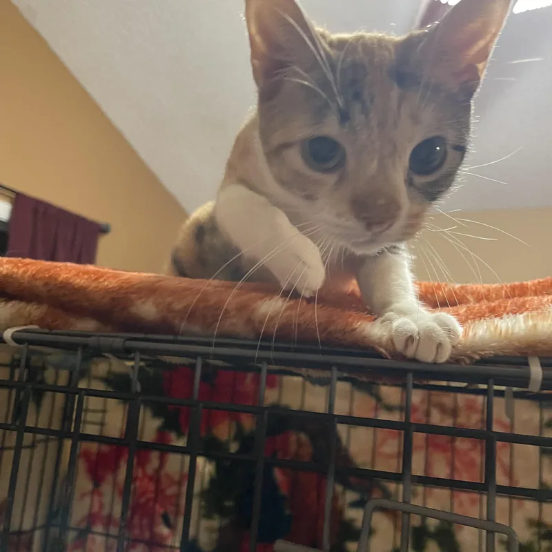 A young small-sized female Calico Domestic Short Hair cat named Touie for adoption in san antonio, TX