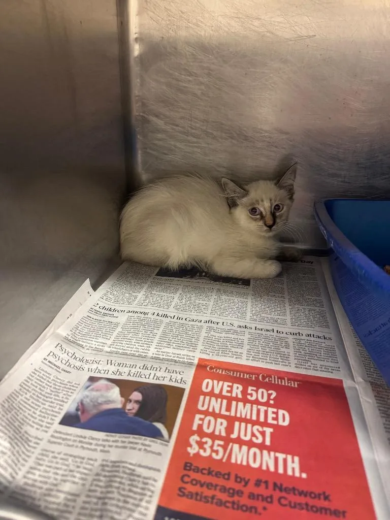 A baby medium-sized female Siamese cat named Carlaylee for adoption in Sorrento, LA