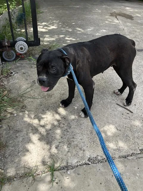 A young medium-sized female Mixed Breed dog named Lady for adoption in Dallas, TX