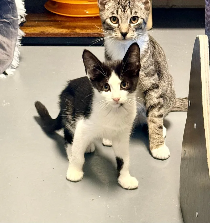 A baby medium-sized male Black & White / Tuxedo Domestic Short Hair cat named Fuzzy for adoption in Winter Haven, FL