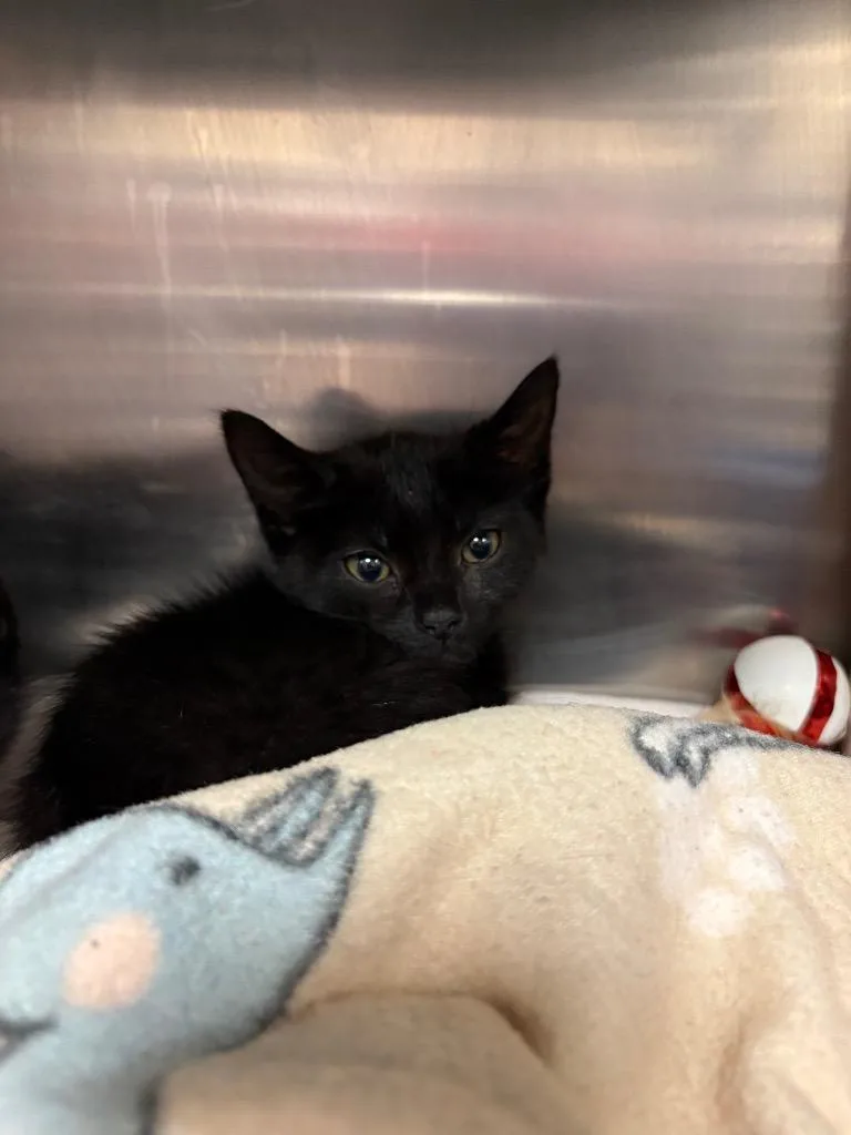 A baby medium-sized female Domestic Short Hair cat named Cocoa for adoption in Johnson City, TN