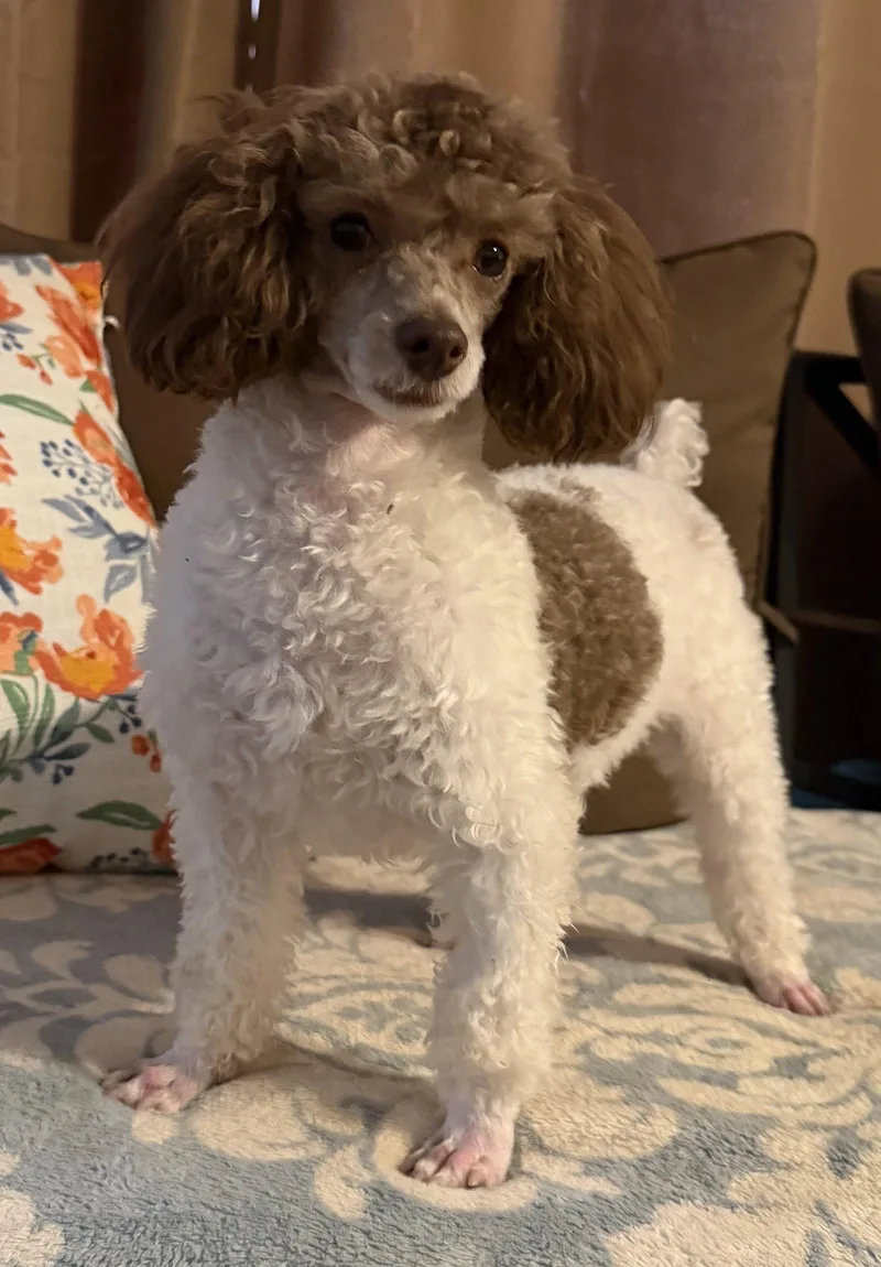 Cocoa Mocha Scout Feb thumbnail 2