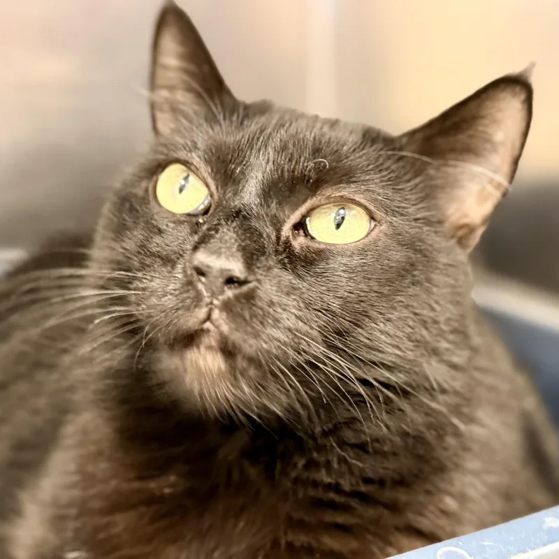 An adult large-sized female Black Domestic Short Hair cat named Lacey for adoption in Manahawkin, NJ