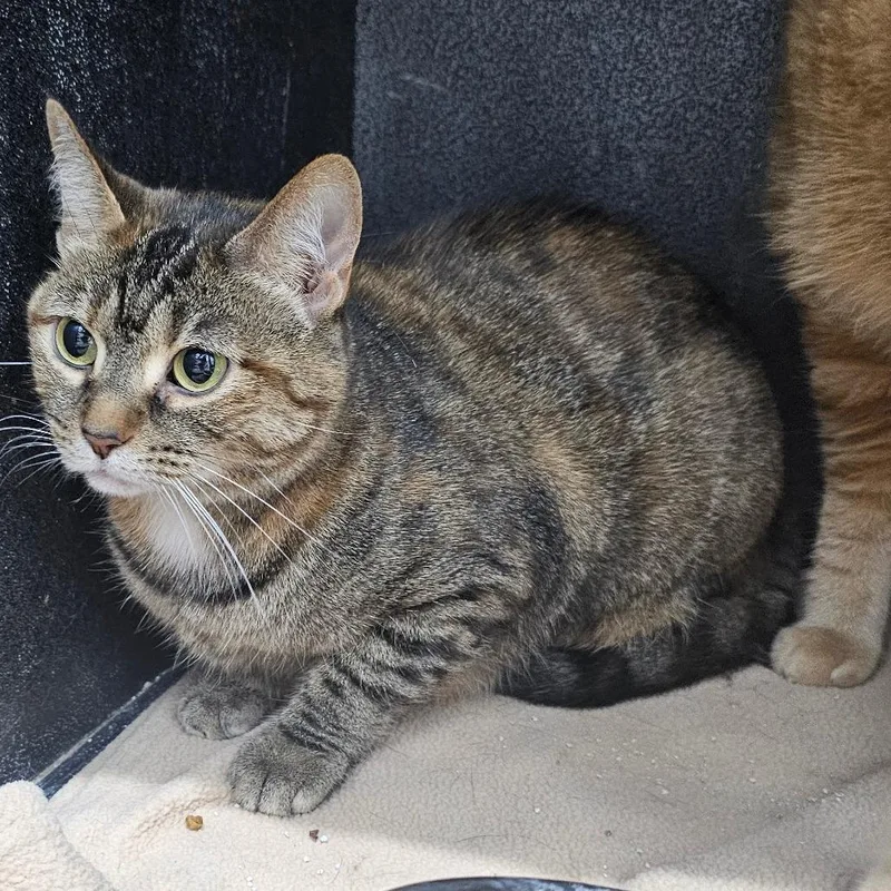 An adult small-sized female Domestic Short Hair cat named Clare for adoption in Corydon, IN
