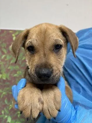 A young small-sized male Shepherd dog named Spencer for adoption in San Antonio, TX