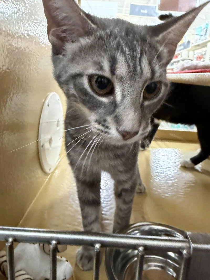 A young medium-sized female Tuxedo cat named Bree for adoption in Pompano Beach, FL