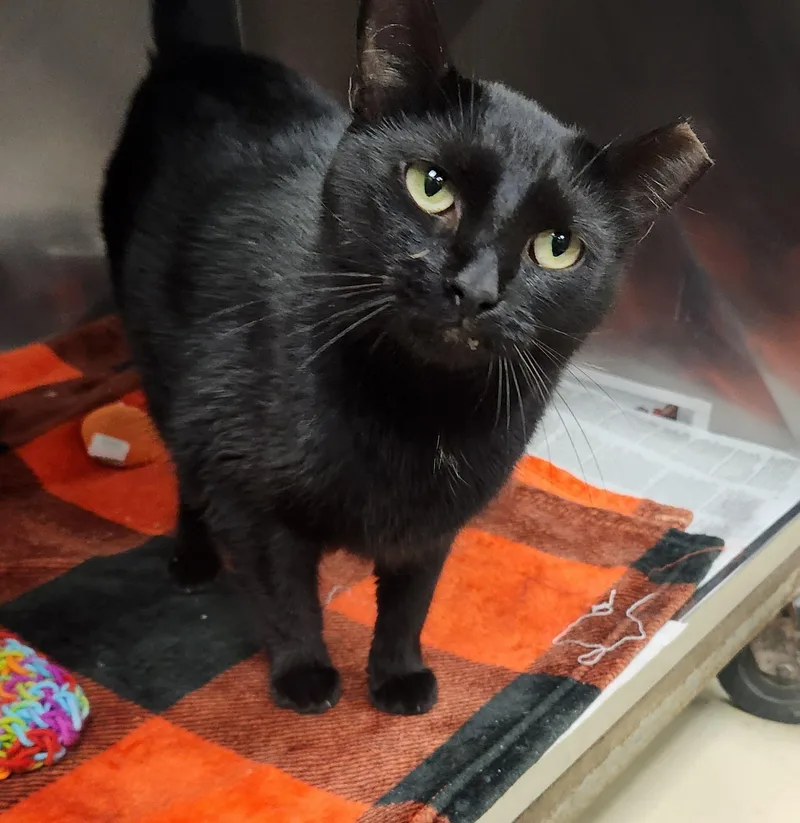 An adult medium-sized female Black Domestic Short Hair cat named Skinny Mini for adoption in Clayton, NJ