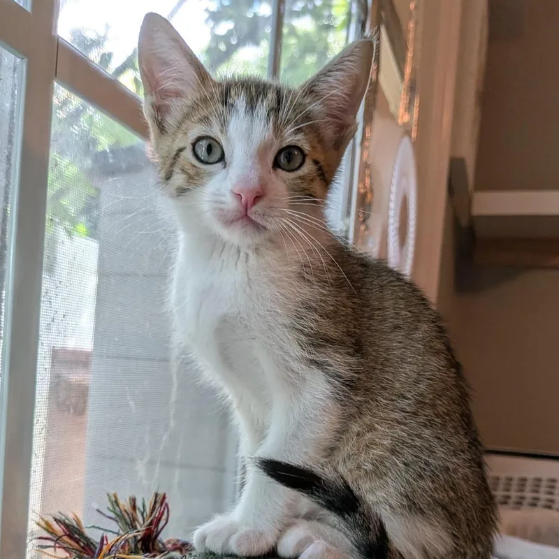 A baby small-sized male Brown / Chocolate Domestic Short Hair cat named Shaggy for adoption in Long Beach, CA