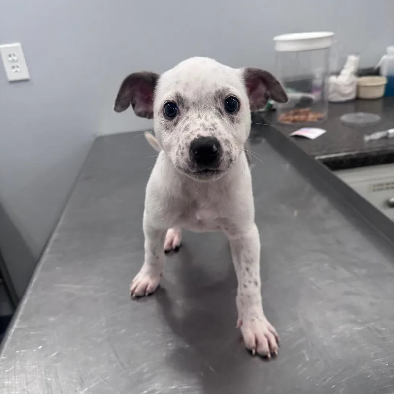 A baby small-sized female White / Cream American Staffordshire Terrier dog named Nellie for adoption in Fairmont, WV