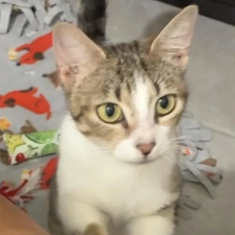 A young small-sized female White Domestic Short Hair cat named Mama Poppy for adoption in Titusville, FL
