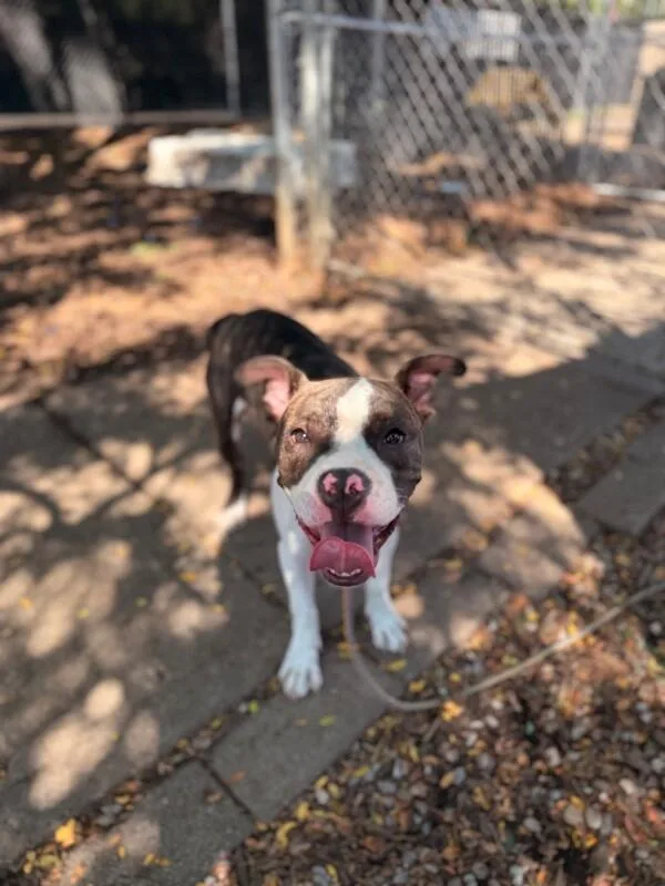 A young large-sized male Brindle Mixed Breed dog named Taz for adoption in Cincinnati, OH
