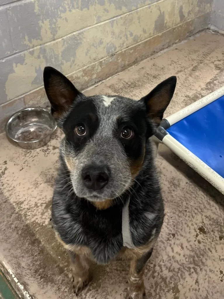 An adult medium-sized male Australian Cattle Dog / Blue Heeler dog named Murphy for adoption in Troy, OH