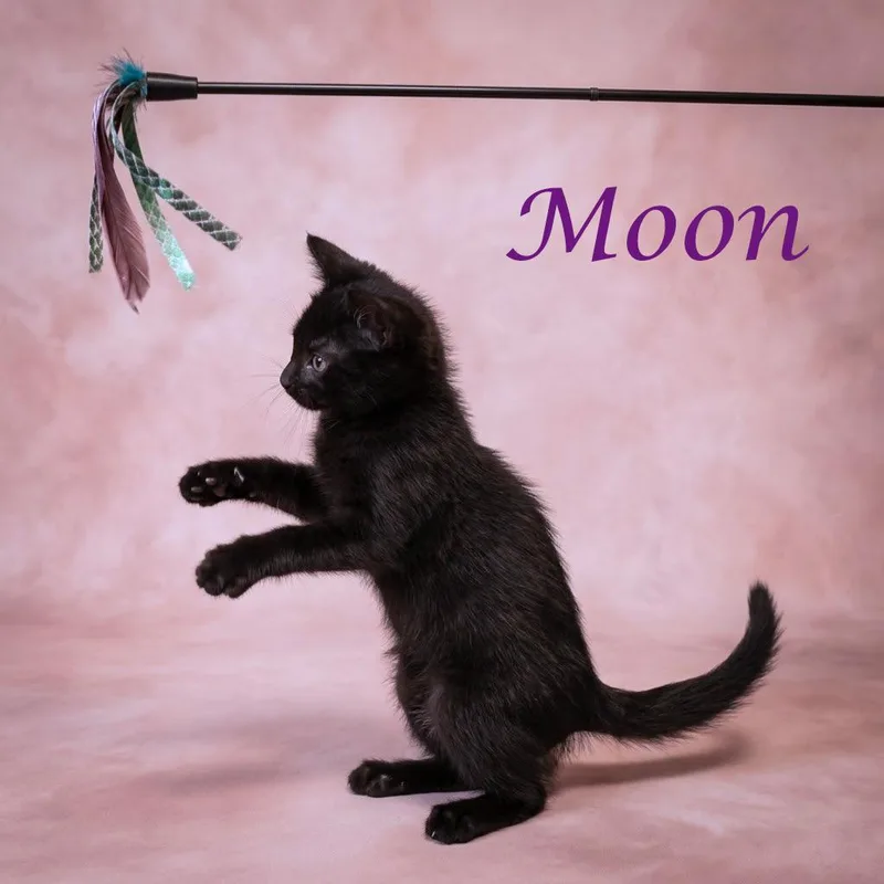 A baby small-sized female Black Domestic Short Hair cat named Moon C for adoption in Lebanon, TN
