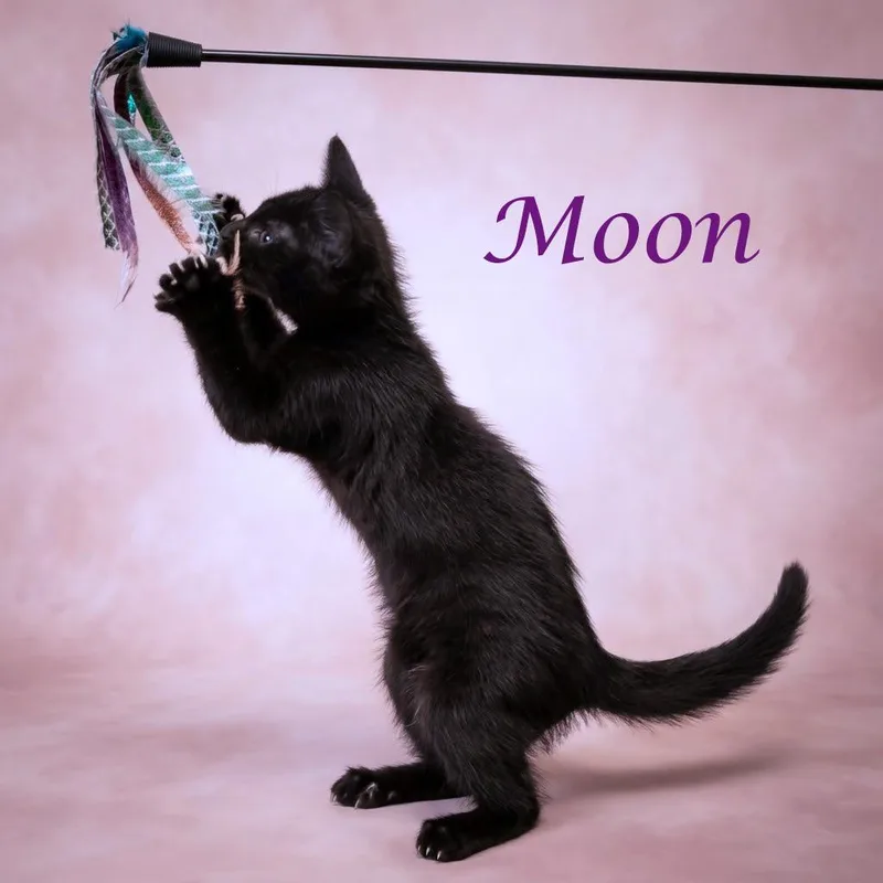 Moon C thumbnail 3