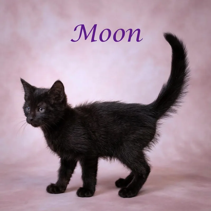 Moon C thumbnail 4