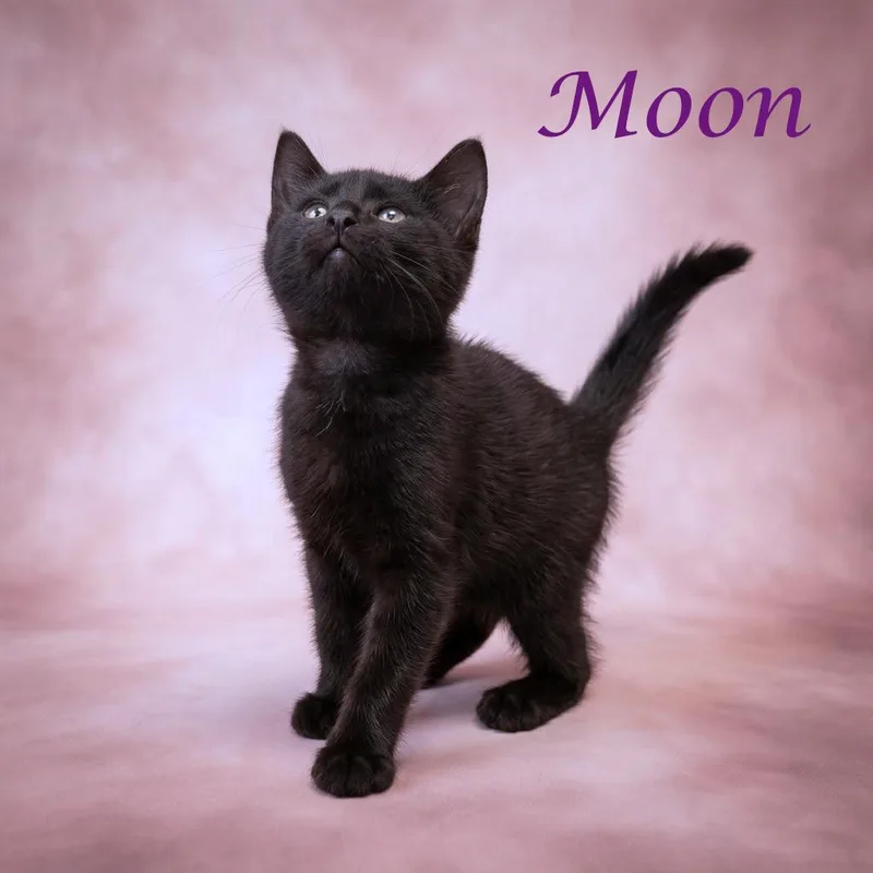 Moon C thumbnail 5