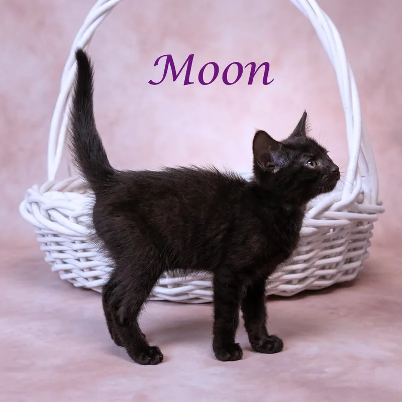 Moon C thumbnail 6