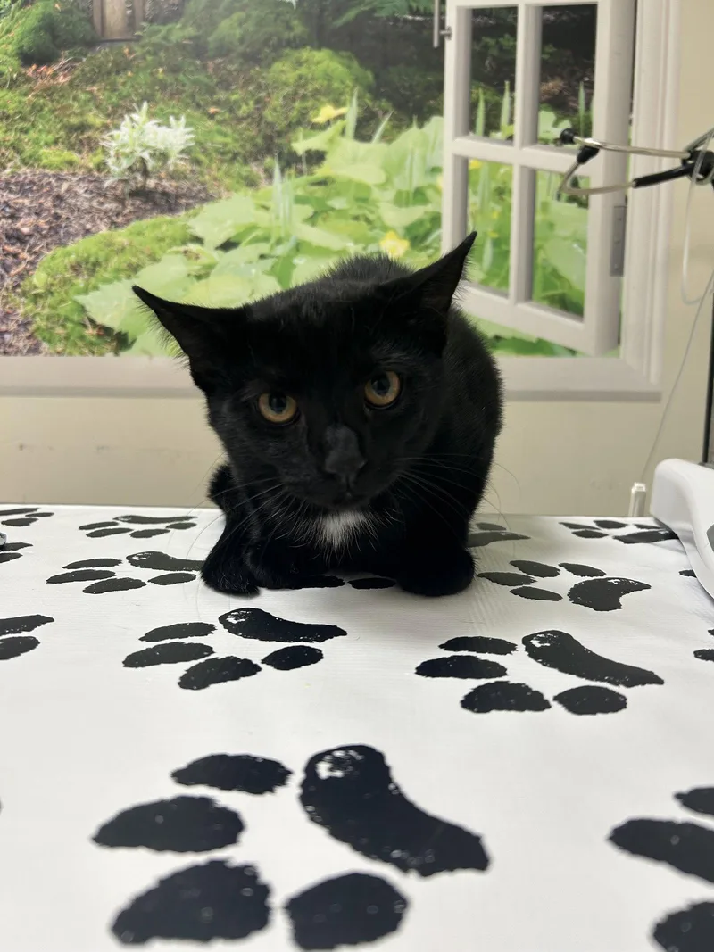 A baby medium-sized male Black & White / Tuxedo Domestic Short Hair cat named Dipper for adoption in Lancaster, PA