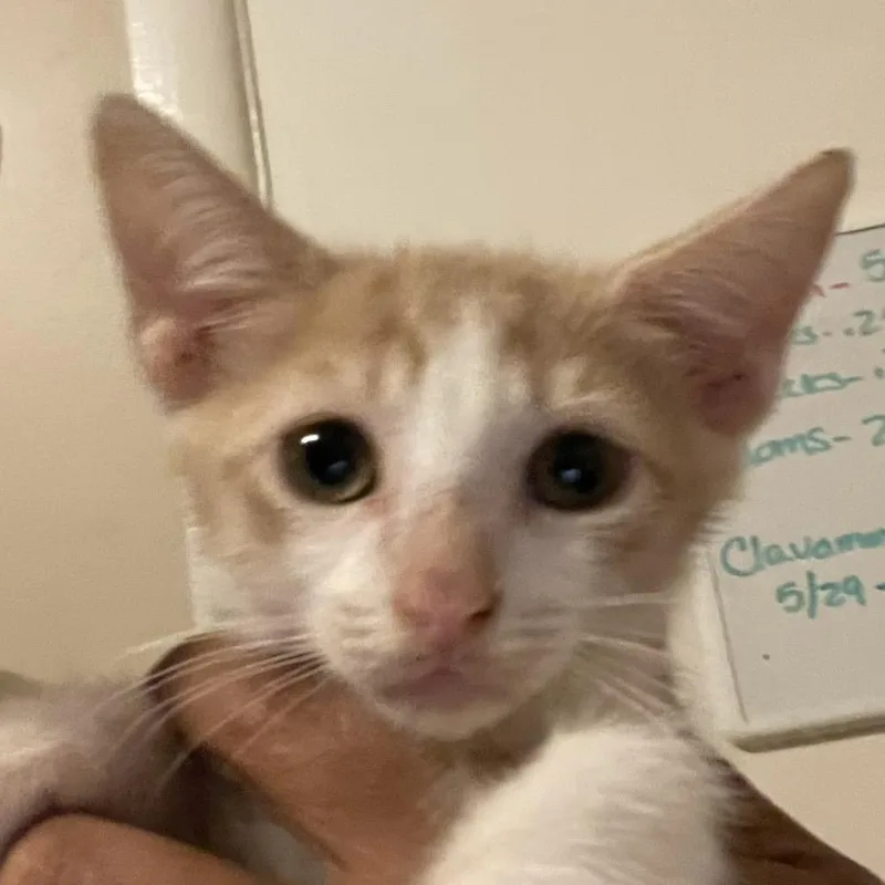 A baby small-sized male White Domestic Short Hair cat named Bill for adoption in Bel Air, MD