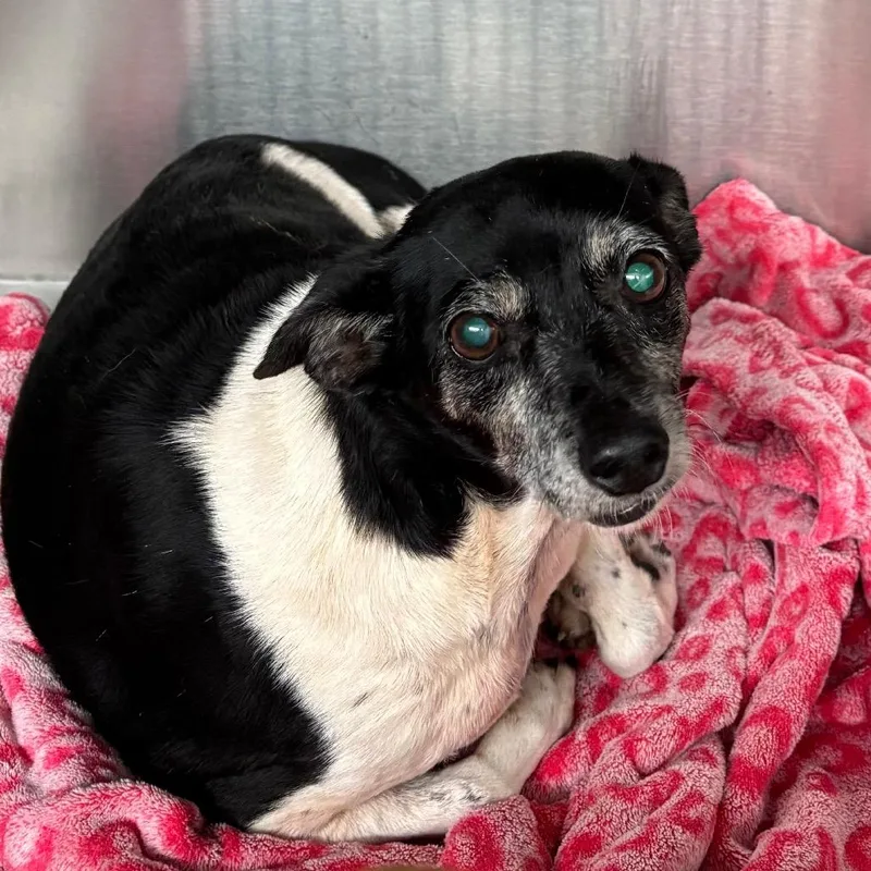 An adult small-sized female Apricot / Beige Mixed Breed dog named Evelyn for adoption in Lake Jackson, TX