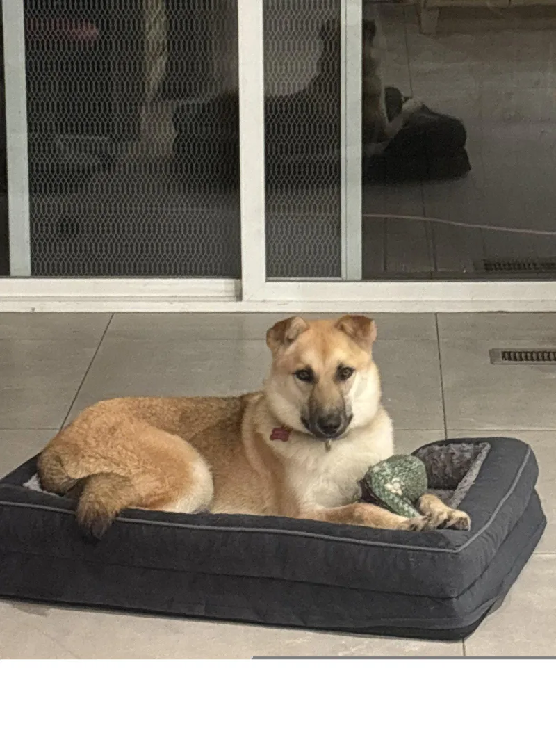 A young medium-sized female German Shepherd Dog dog named Roxie for adoption in Roseville, CA