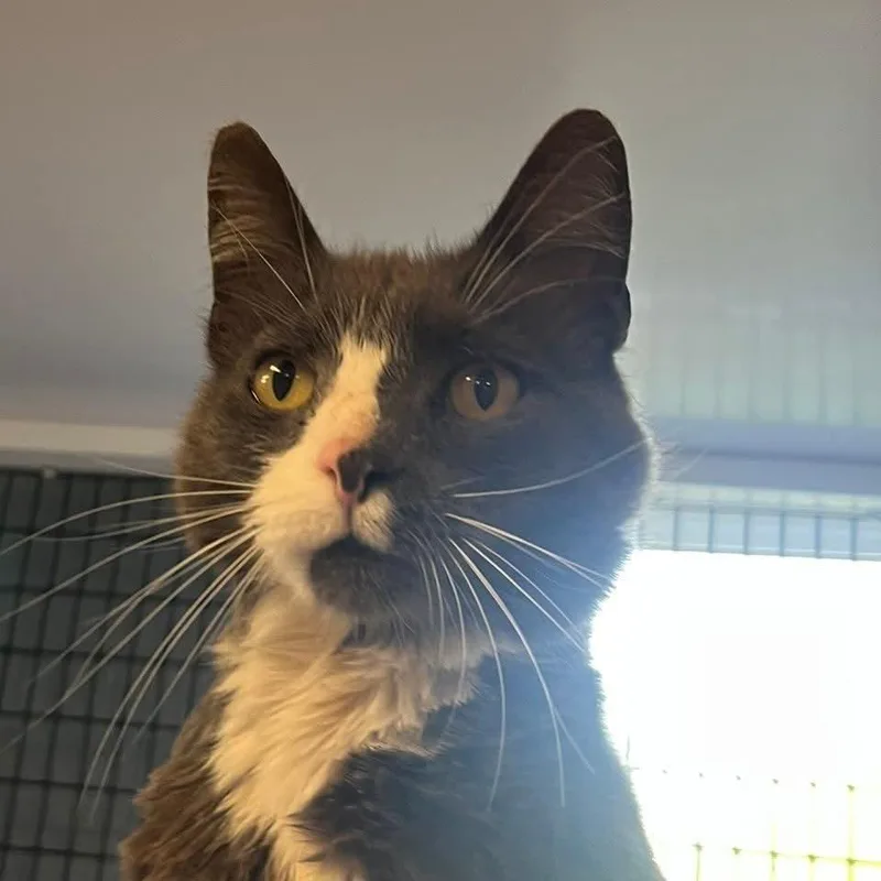 An adult large-sized male Domestic Short Hair cat named Stan for adoption in Ruckersville, VA