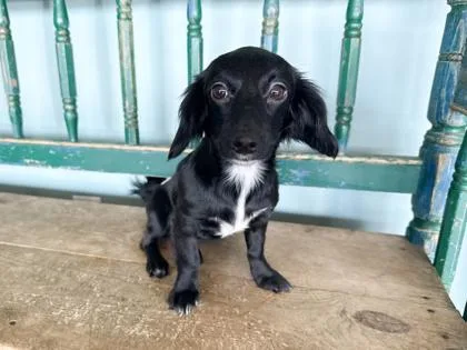 A baby small-sized female Dachshund dog named Layla for adoption in San Antonio, TX