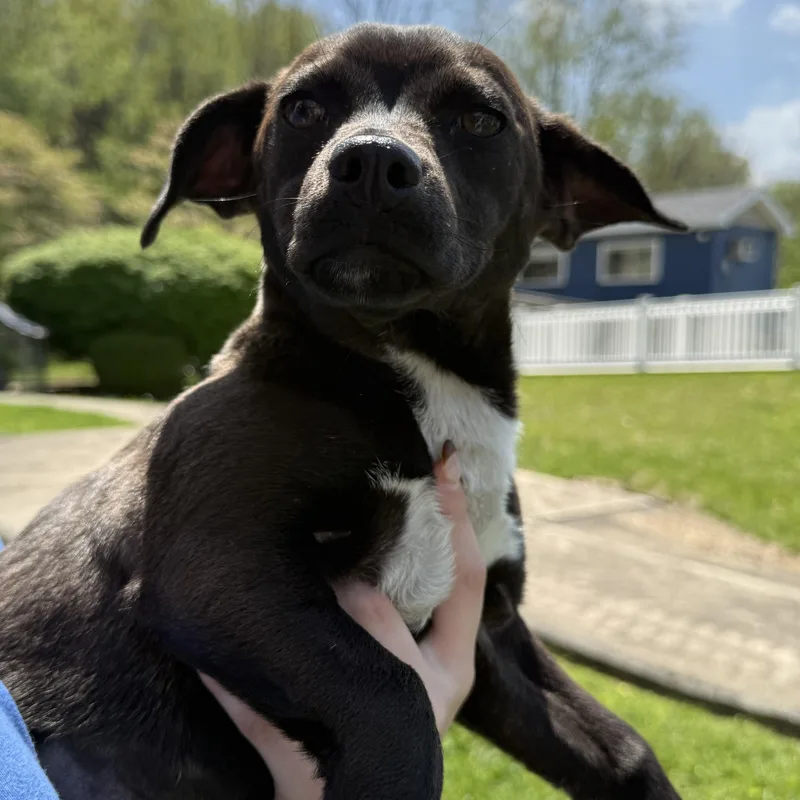 A baby small-sized female Black Dachshund dog named Charm for adoption in Latrobe, PA