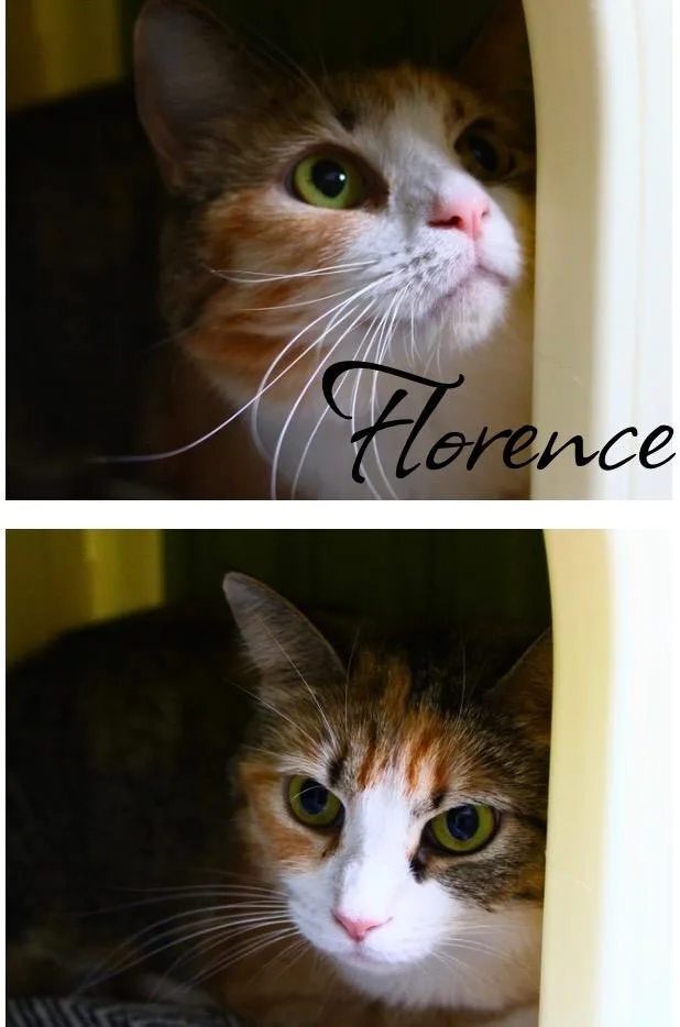 Florence thumbnail 2