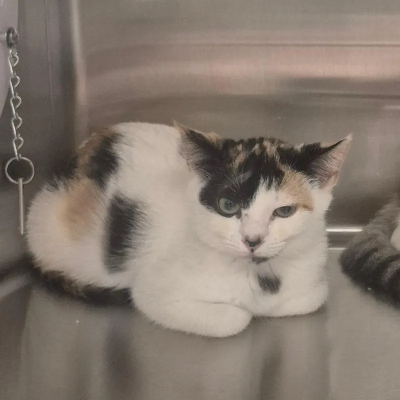 A baby small-sized female Calico Domestic Short Hair cat named Laverne for adoption in Upland, CA
