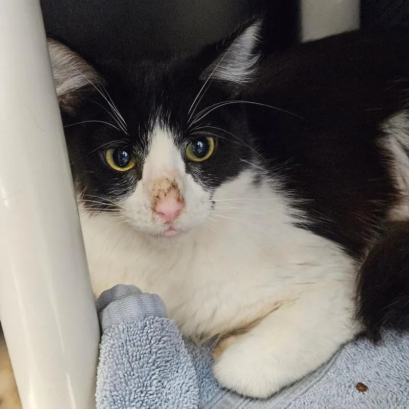 A young medium-sized female Black Domestic Short Hair cat named Gummy Bear for adoption in Tacoma, WA