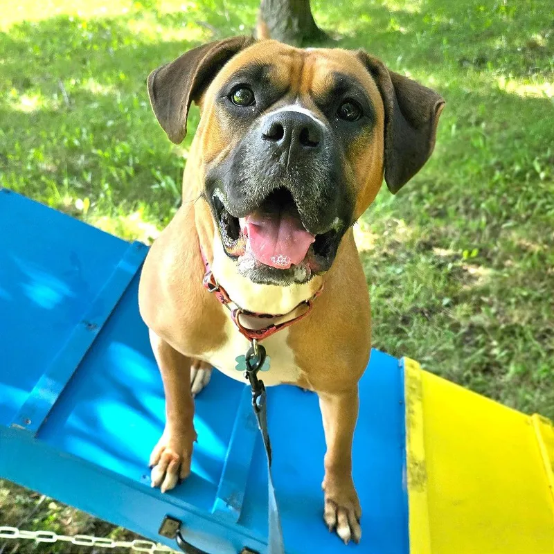 An adult large-sized female Boxer dog named Molly for adoption in Owosso, MI